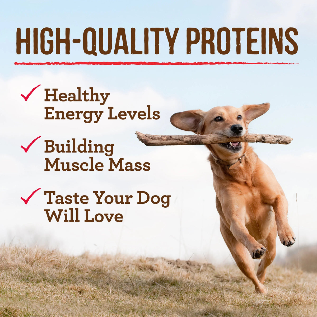 Grain Free Wet Dog Food 12.7 oz Cans V67433