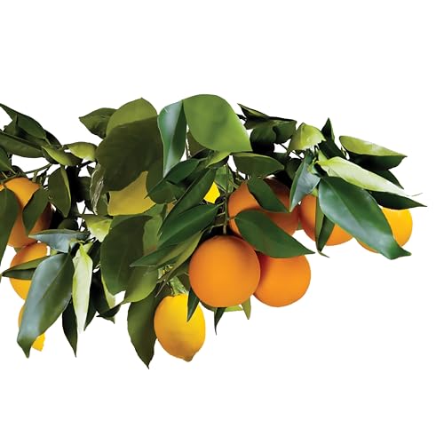 15 Count Slow Release Fertilizer Spikes for Fruit and Citrus Plants P37834