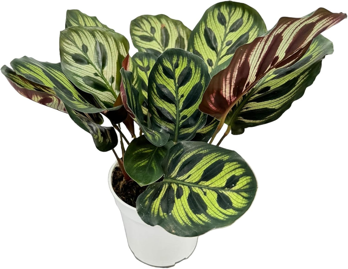 Calathea Peacock Live Plants Indoor Prayer Plant V956616