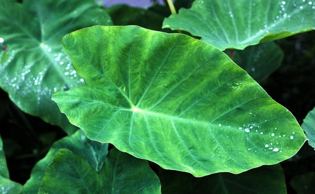 3 Bulbs Elephant Ear Bulbs Decorative Plants Y11291