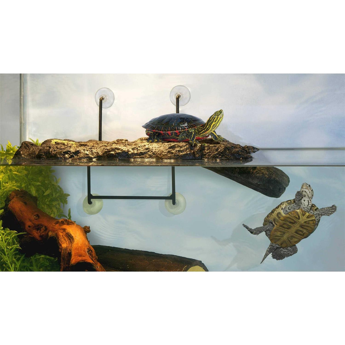 Turtle Dock V10281