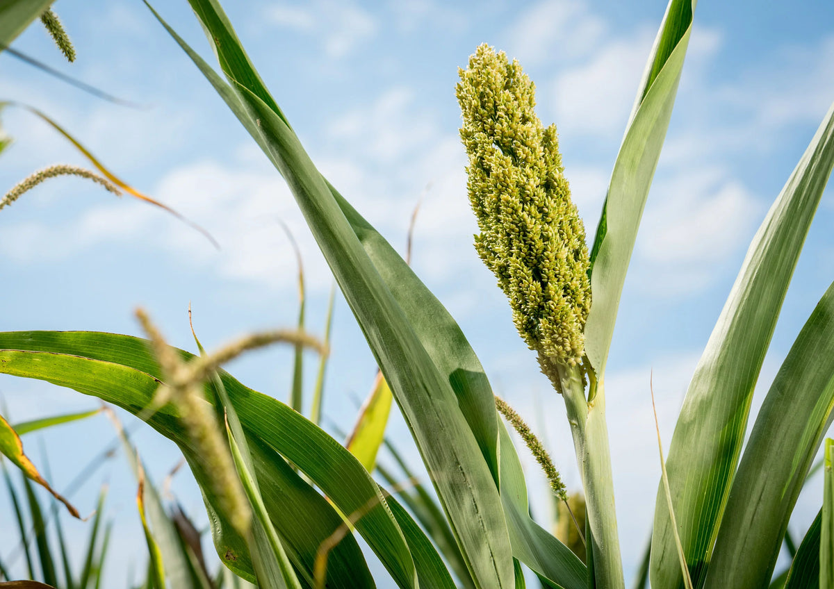 Gluten Free Organic Sorghum Grain, 10 Pounds A97748