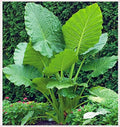 3 Bulbs Elephant Ear Bulbs Decorative Plants Y11291
