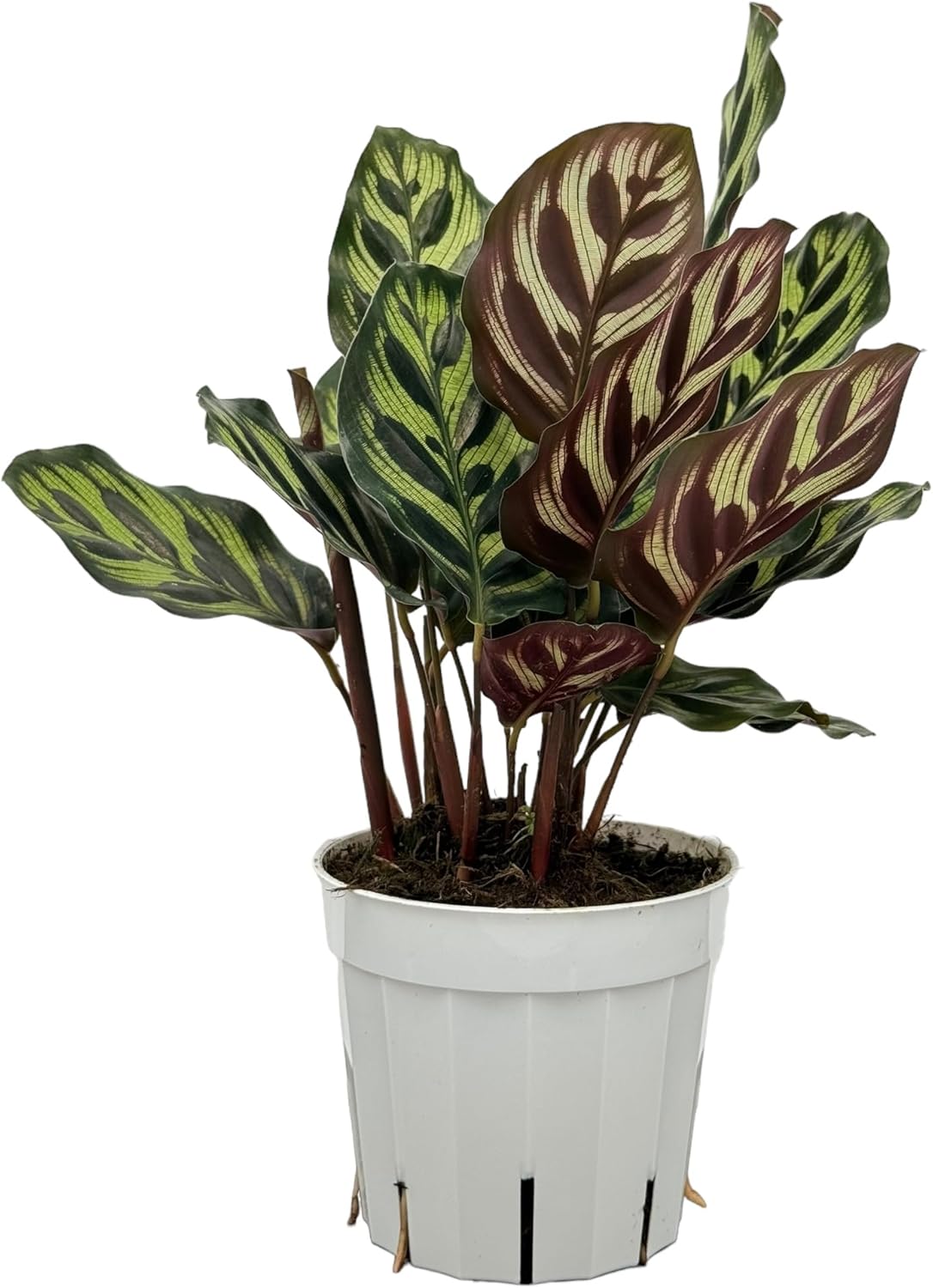 Calathea Peacock Live Plants Indoor Prayer Plant V956616