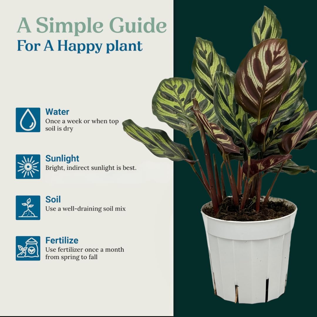 Calathea Peacock Live Plants Indoor Prayer Plant V956616