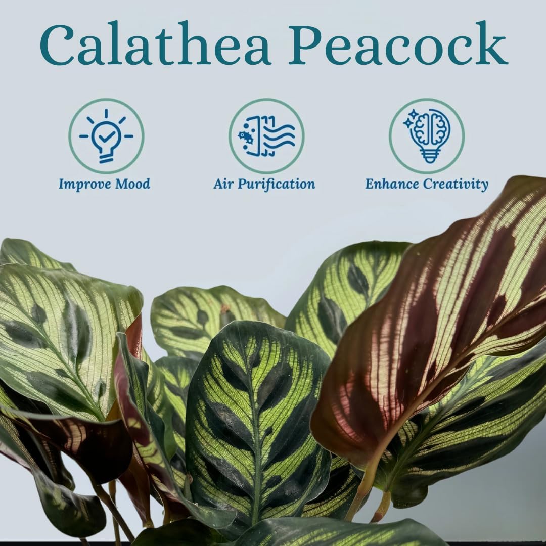 Calathea Peacock Live Plants Indoor Prayer Plant V956616