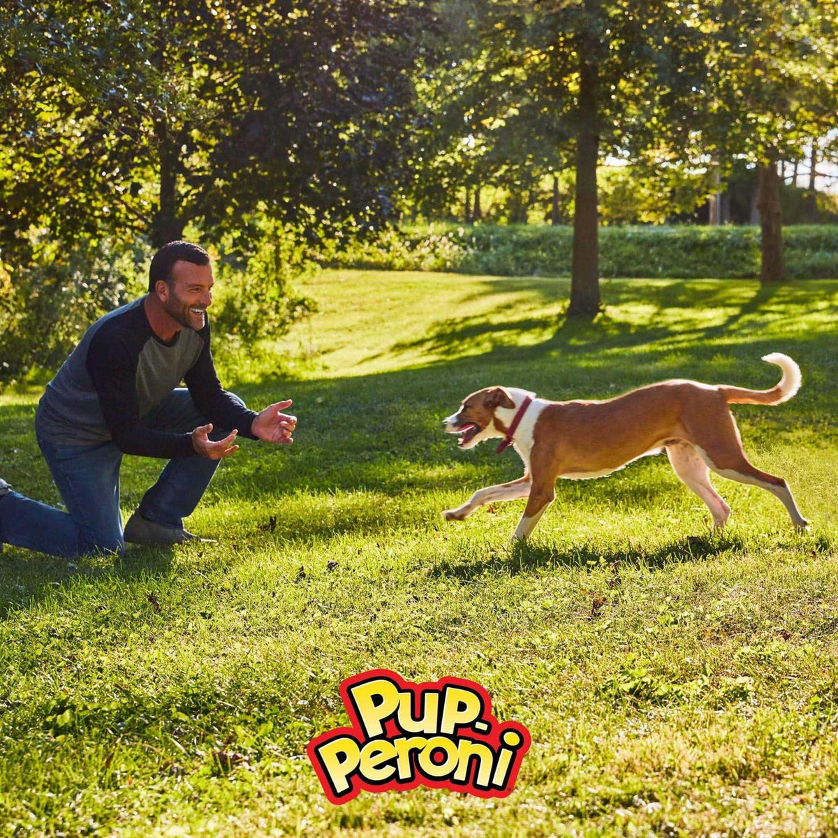 Prime Rib Flavor Dog Z313