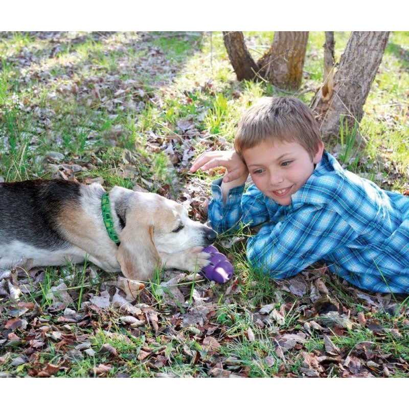 Senior Dog Toy L76969