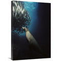 Galapagos Sea Lion Pup Fishing Amid School of Striped Snapper Art Print E89637