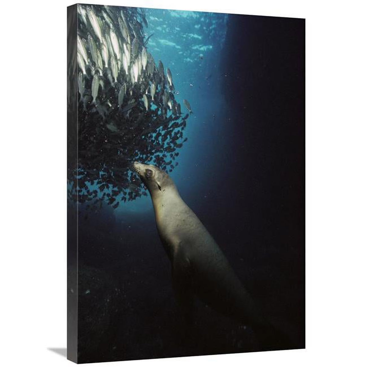 Galapagos Sea Lion Pup Fishing Amid School of Striped Snapper Art Print E89637